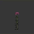 Beautiful Pink Chrysanthemum Plant With Green Stem Leaves On Gray Background