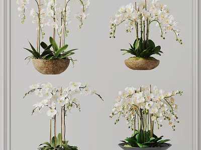 Beautiful Bonsai Potted Plants With White Orchids And Green Leaves In Natural Containers 3d model