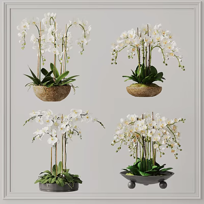 Beautiful Bonsai Potted Plants With White Orchids And Green Leaves In Natural Containers 3d model
