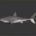 Realistic Gray Shark 3D Model With Open Mouth Sharp Teeth And Swimming Pose 3d model