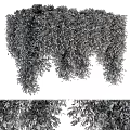 Lush Green Leafy Shrubs With Hanging Branches For Garden Landscaping Decor