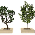 Wooden Square Planters With Lush Green Trees For Garden Decoration