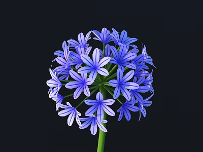 Purple Spherical Flower With Star Shaped Petals On Black Background 3d model