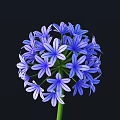 Purple Spherical Flower With Star Shaped Petals On Black Background