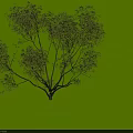 Lush Green Arbor with Dense Canopy and Multiple Branches in Natural Form