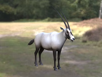 Arabian sword antelope animal creature 3d model