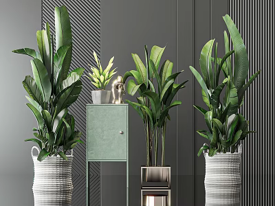 Large Leafy Potted Plants with Various Pots on Light Green Cabinet and Gray Striped Wall 3d model