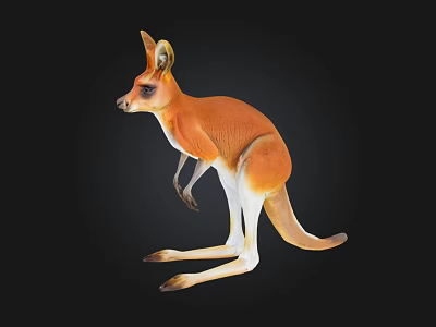 Realistic Brown And White Kangaroo 3D Model On Black Background 3d model