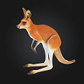 Realistic Brown And White Kangaroo 3D Model On Black Background 3d model