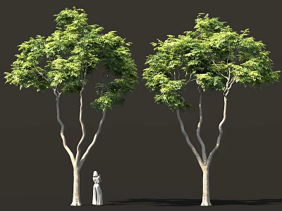 Two Tall Trees with Lush Green Foliage and Light Colored Trunks Standing Beside White Statue 3d model