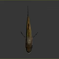 Fresh Fish with Big Eyes Open Mouth Golden Brown Scales Fins Tail on Dark Background