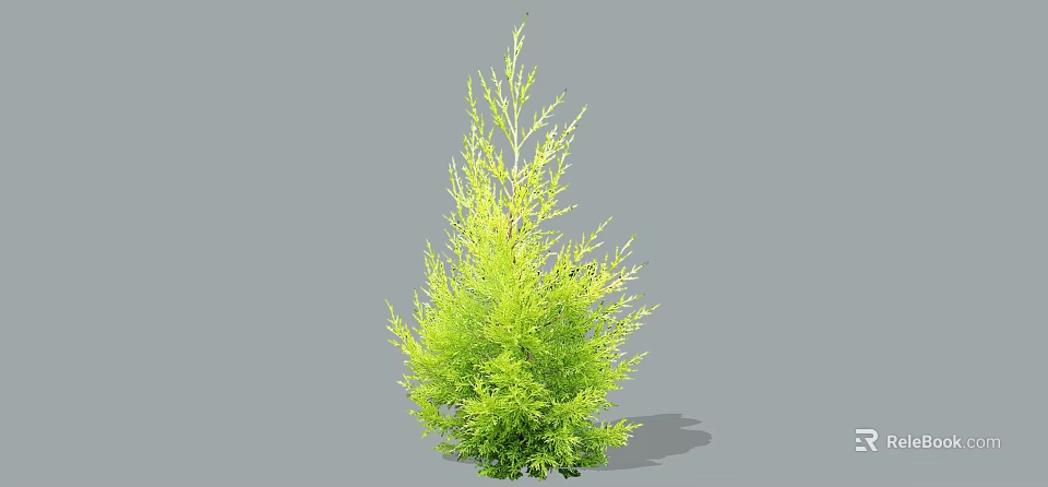 Lush Green Upright Evergreen Arbor With Dense Foliage For Garden Landscaping Design 3d model 