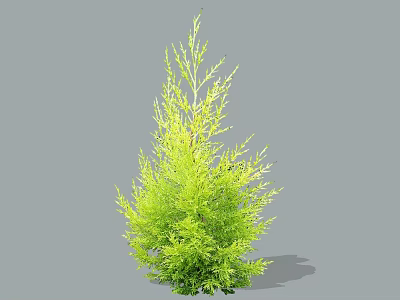 Lush Green Upright Evergreen Arbor With Dense Foliage For Garden Landscaping Design 3d model