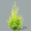 Lush Green Upright Evergreen Arbor With Dense Foliage For Garden Landscaping Design