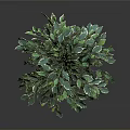 Indoor Green Plant with Multiple Trunks Lush Leaves in Dark Pot Grey Background