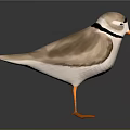 Standing Brown And White Bird With Black Neck Ring And Orange Legs On Gray Background