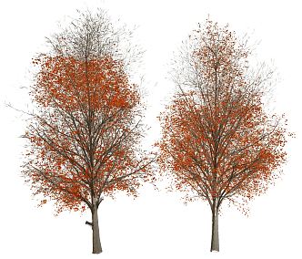 modern tree mangrove pear tree 3d model