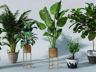 Various Indoor Potted Plants With Woven Baskets Wooden Stands And Large Leaf Greenery 3d model