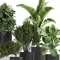 Various Types of Green Bonsai Potted Plants in Black Pots for Indoor Decoration