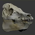 Horse Skull Display With Natural Texture And Visible Teeth On Gray Background
