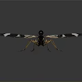 Black And White Striped Wing Insect With Slender Body And Long Legs