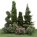 Tall Evergreen Arbor Trees in Garden with Colorful Flowers and Shrubs