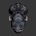 Realistic Chimpanzee Head Model with Detailed Features on Dark Background 3d model