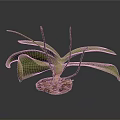 Orchid Plant Organs With Green Leaves Brown Stems And Hairy Roots On Dark Background