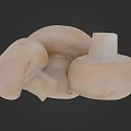 Three Fresh White Mushrooms As Healthy Vegetable In Close Up View