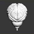 Advanced Medical Device Silver Brain Model for Medical Education and Research with Detailed Anatomical Structure