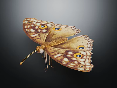 Brown Yellow Butterfly With Eye Like Patterns On Spread Detailed Wings Against Dark Background 3d model