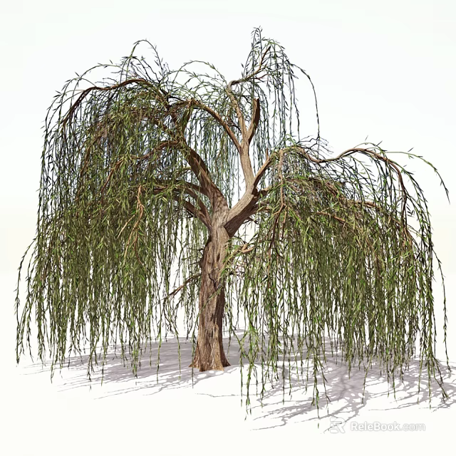 Weeping Willow Tree With Long Hanging Branches Green Leaves And Brown Trunk 3d model 