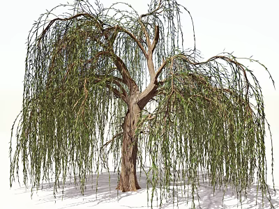 Weeping Willow Tree With Long Hanging Branches Green Leaves And Brown Trunk 3d model