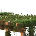 Lush Vines Covering Wooden Garden Pergola With Lattice Structure And Green Grass