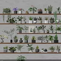 Multiple Bonsai Potted Plants on Multi Tiered Wooden Shelves with Various Greenery for Indoor Decor