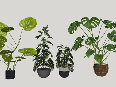 Indoor Decorative Potted Plants Including Monstera And Houseplants With Black Pots And Woven Basket Planters 3d model