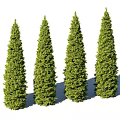 Four Tall Conical Green Evergreen Trees With Lush Foliage Arranged In A Row