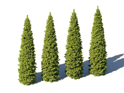 Four Tall Conical Green Evergreen Trees With Lush Foliage Arranged In A Row 3d model