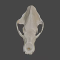 3D Rendered Animal Skull With Detailed Anatomical Features And Gray Background