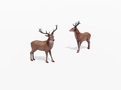 Two Brown Deer With Antlers Standing On White Background 3d model
