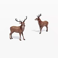 Two Brown Deer With Antlers Standing On White Background 3d model