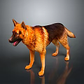 German Shepherd Dog Standing With Brown And Black Coat On Grey Background