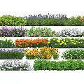 Colorful Ground Cover Plants With Various Flowering Species And Lush Green Foliage