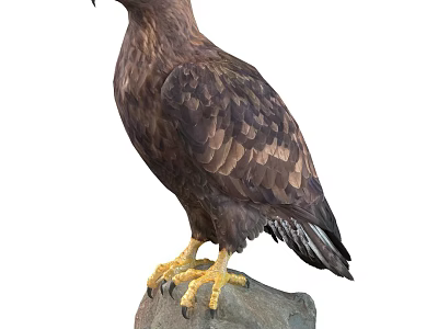 Majestic Eagle Perched On Rock With Brown Feathers And Sharp Yellow Claws 3d model