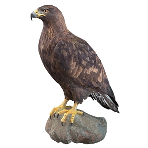 Golden Eagle 3d model