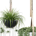 Indoor Hanging Basket Plants With Wooden Metal Planters And Trailing Vines