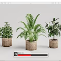Three Different Green Leaf Potted Plants in Woven Pots on White Background