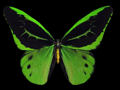 Vibrant Green and Black Butterfly with Spread Wings on Black Background 3d model