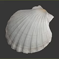 Scallop With Pink And White Fan Shaped Smooth Shell On Natural Background
