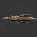 Grasshopper with Brown Body and Long Legs on Dark Reflective Surface 3d model